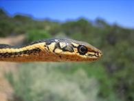Alameda Whipsnake (Masticophis lateralis euryxanthus)