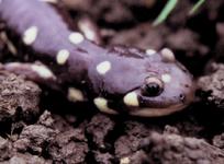 California tiger salamander Ambystoma californiense