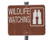 wildlife watching, wildlife viewing, eco-tourism